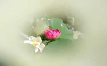 莲花桥作文推荐8篇