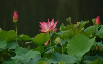 莲花寨作文模板6篇