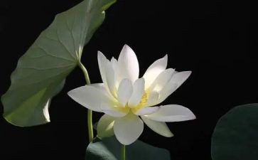 莲花寨作文优秀6篇