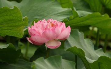 莲花寨作文通用6篇