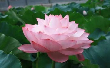 莲花寨作文5篇