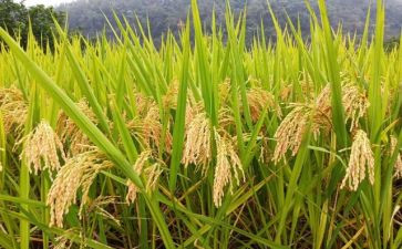 节约粮食活动教案8篇