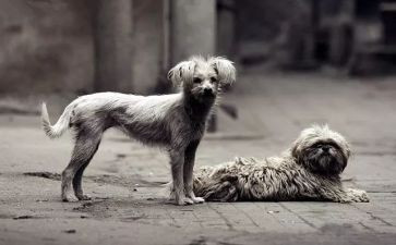 《流浪地球》的读后感6篇