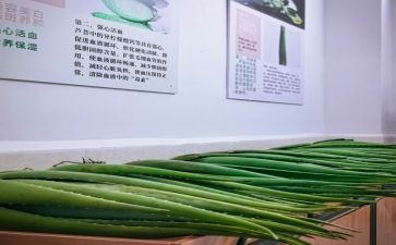 芦荟关于芦荟的作文5篇