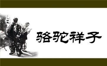 《骆驼》的读后感模板7篇