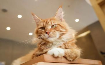 我爱猫的作文400字通用8篇