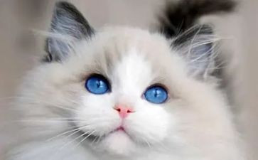 猫与狗的读后感300字最新8篇