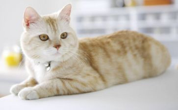 猫的读后感四百字5篇