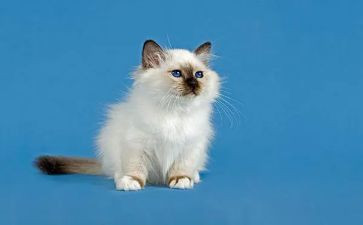 鱼和猫的故事作文通用6篇