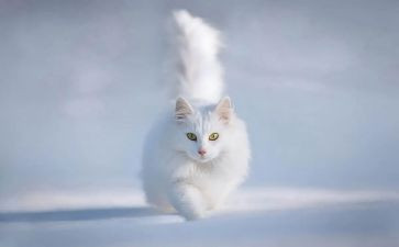 猫郑振铎教案6篇