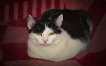 小学生猫的作文参考6篇