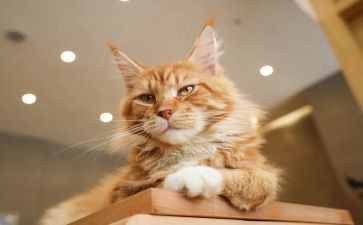 老鼠和猫的读后感5篇