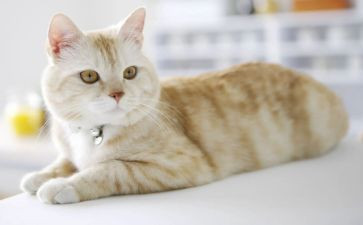 猫失踪的读后感6篇