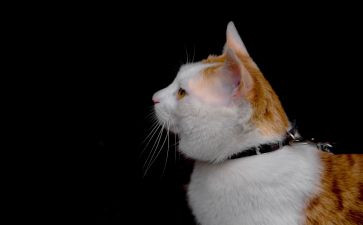 猫的幼儿教案优质7篇