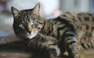 猫与狗的故事读后感参考5篇