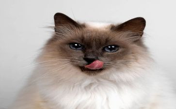 花猫和老鼠小班教案6篇
