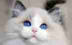 靳以的猫读后感500字精选5篇
