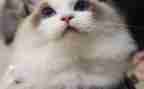 小学生描写猫的作文最新7篇
