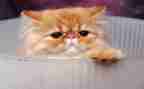 我爱猫的作文600字5篇