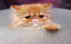 我家的小猫作文400字优质5篇