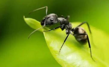 《蚂蚁》读后感模板6篇