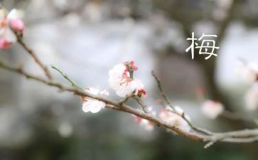 张桂梅同志先进事迹参考7篇