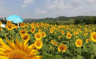 小学美术组教研计划通用8篇