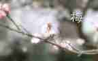 张桂梅同志先进事迹参考7篇