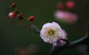 读梅花魂后感作文6篇