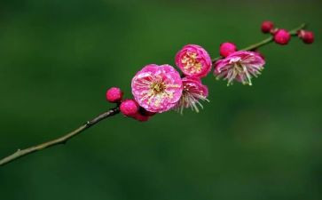 《梅花》教案5篇