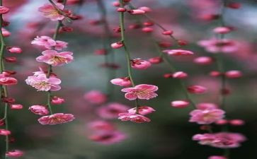 梅花精神的演讲稿7篇