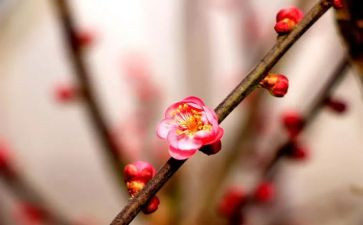 梅花的作文的作文5篇
