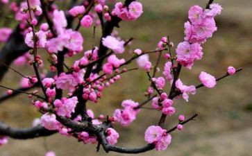 写《梅花魂》的读后感7篇