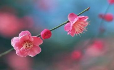 向梅花学作文800字作文6篇