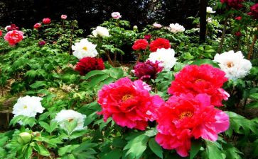 牡丹颂作文模板8篇