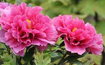 牡丹颂作文最新6篇