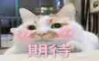 我期待作文通用5篇