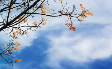 《中秋节》心得体会7篇