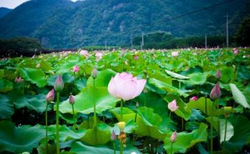 生活活动教案教案5篇