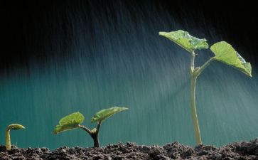 热爱生活,珍爱生命演讲稿5篇