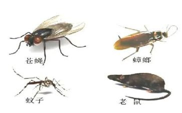 除四害的工作计划7篇