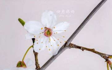 四月的工作计划8篇