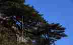 写松树作文600字8篇
