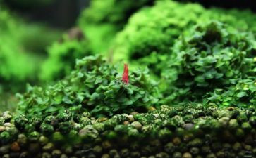 苔诗歌作文8篇