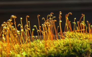 苔古诗的读后感7篇
