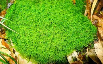 苔古诗的读后感优质8篇