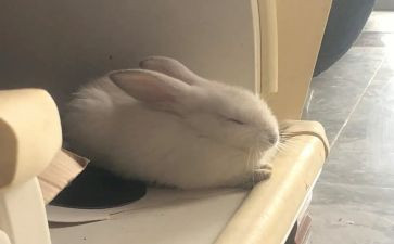 关于小兔子的作文8篇