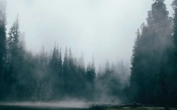 雾的孤儿读后感优质5篇