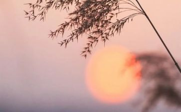 骆驼祥子读后感1000字7篇