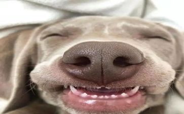 《笑》读后感300字优质6篇